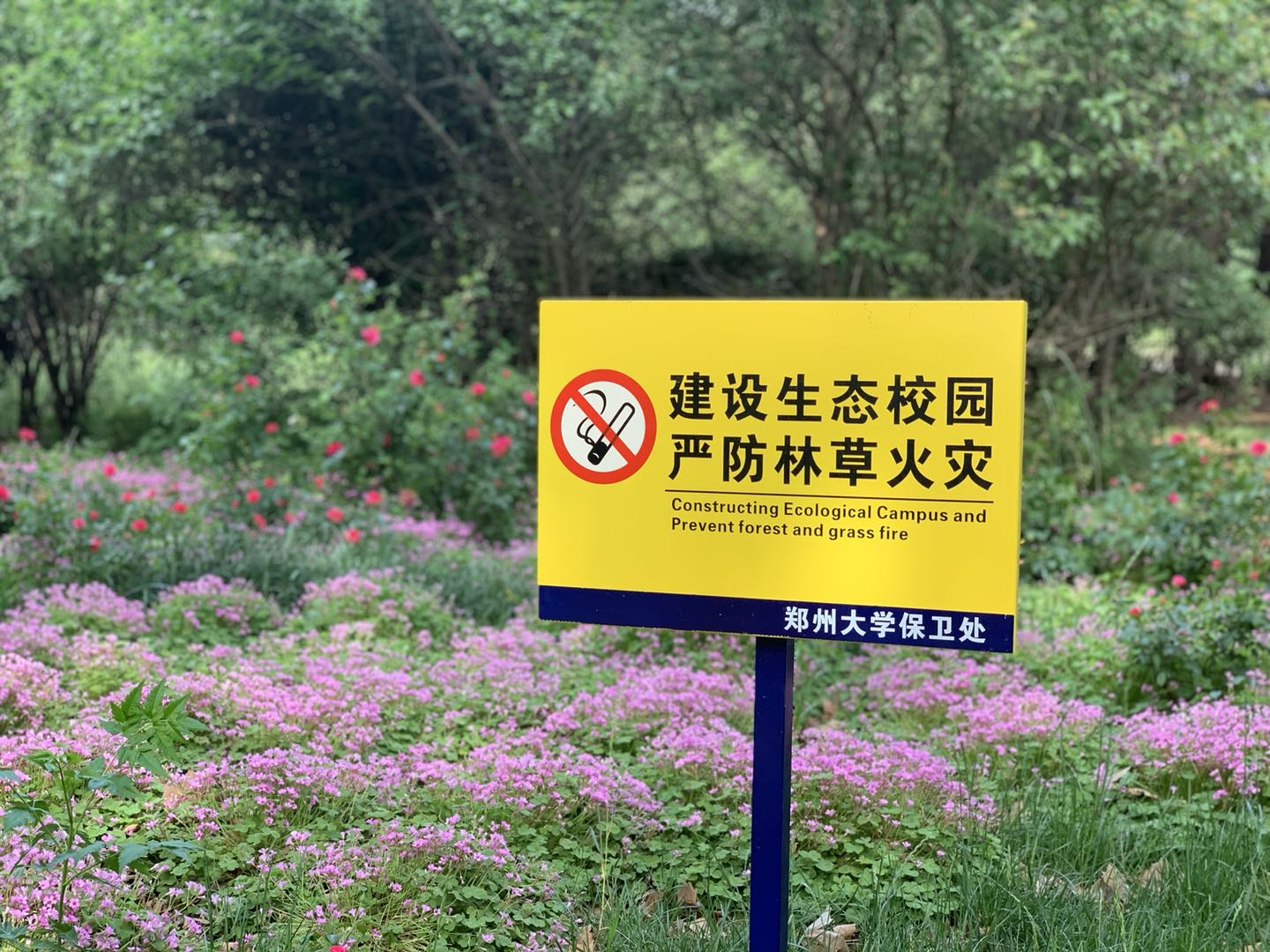 校园里飘扬起红绸带 林草间矗立起黄标牌——防火于未“燃”，郑大保卫人在行动（图）