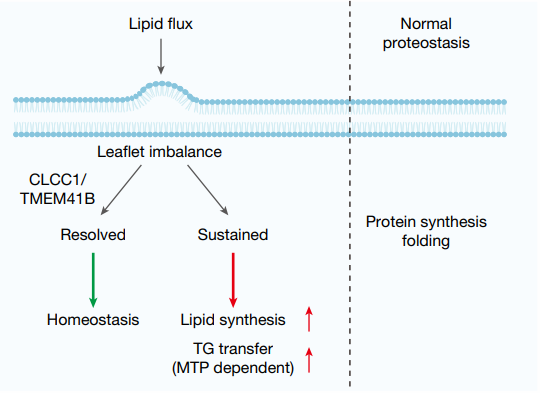 郑州大学校长李蓬院士团队合作在Nature发表突破性成果揭示内质网膜稳态调控新机制