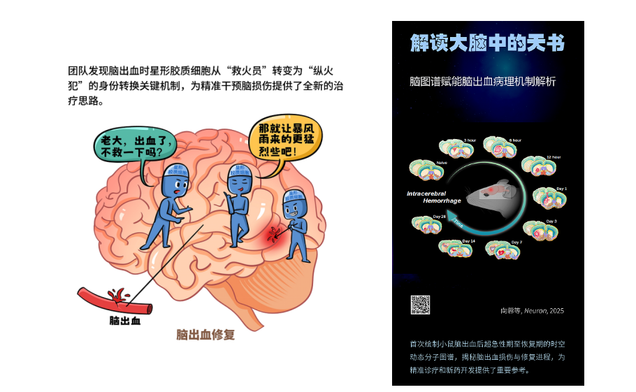 郑州大学基础医学院在“全脑介观神经联接图谱”研究方面取得积极进展