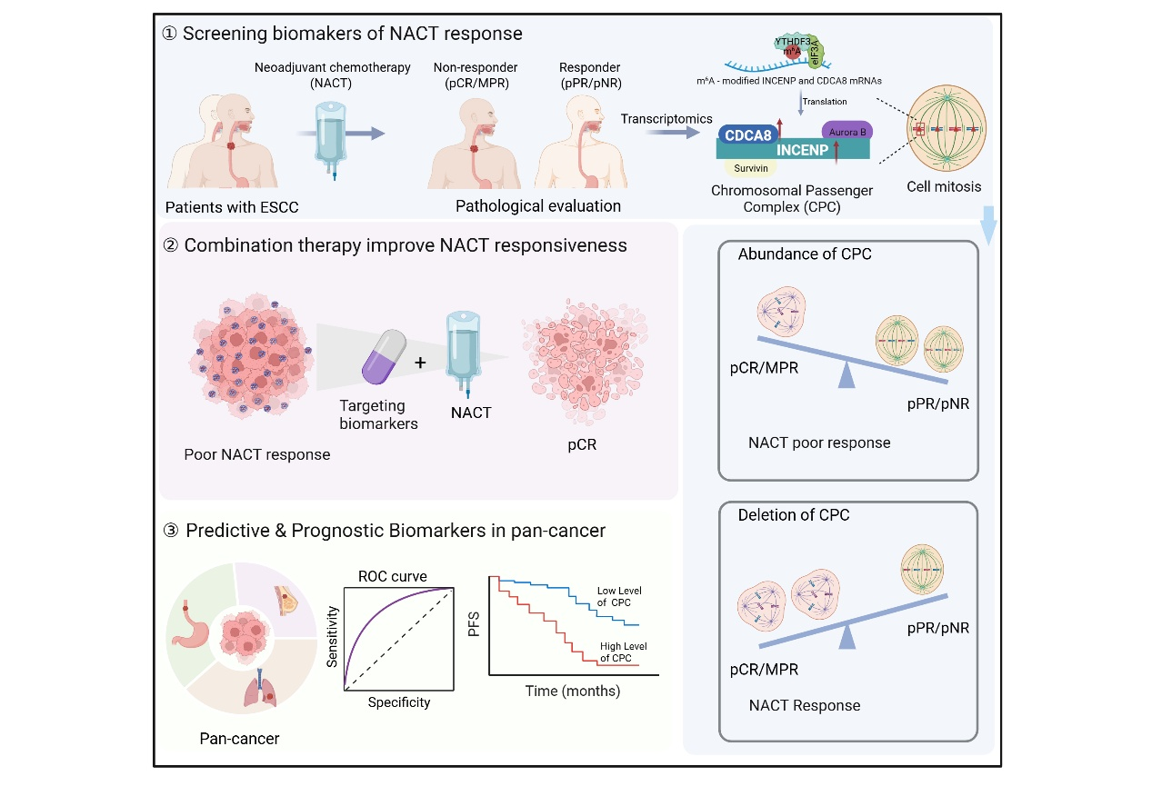郑州大学董子钢教授团队在肿瘤精准治疗研究中取得积极进展